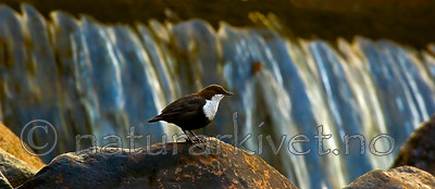 BB 05 0199 / Cinclus cinclus / Fossekall